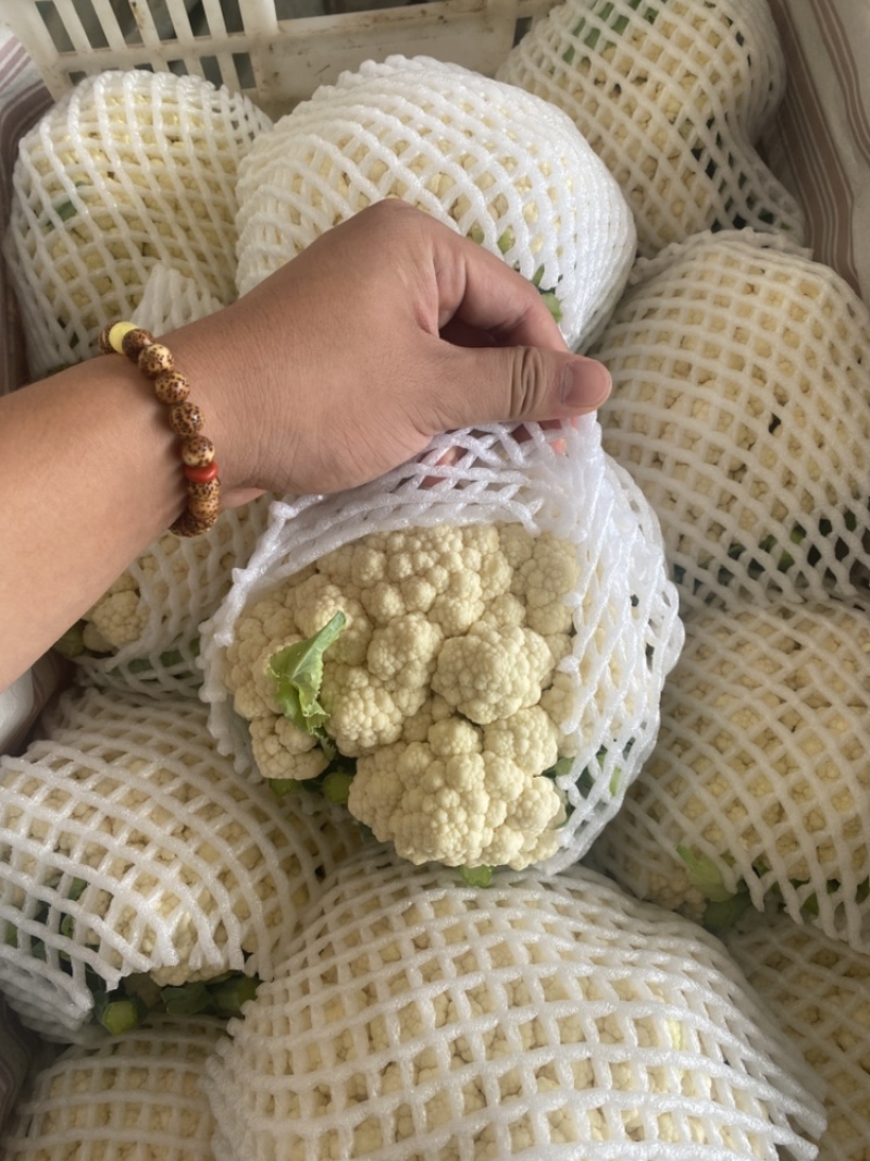 精品实花，大量上市，量大可供电商，超市，出口贸易