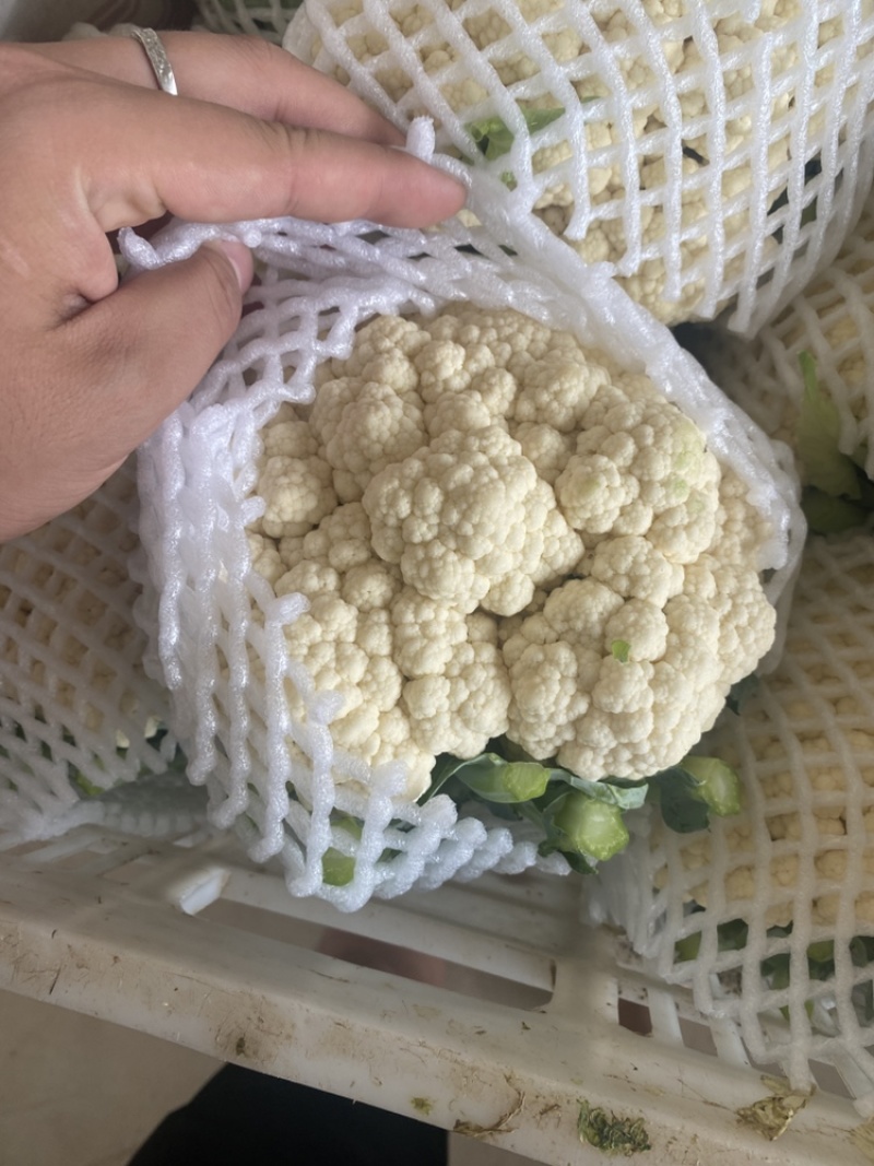 精品实花，大量上市，量大可供电商，超市，出口贸易