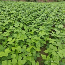 云南本地红豆（雀蛋豆）