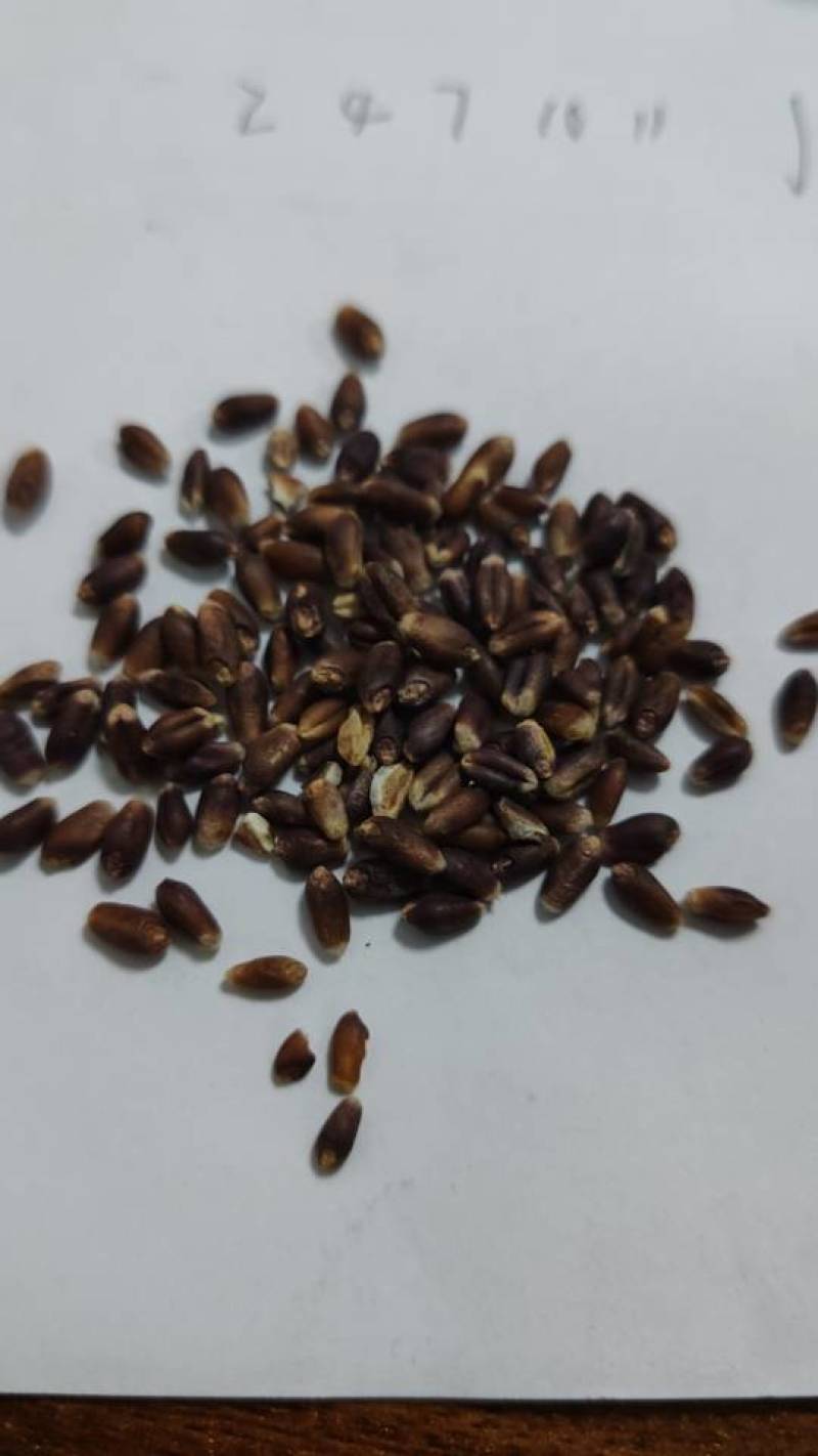 常年供应黑麦片，工厂直供