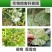 美邦双伏38%精甲霜灵霜脲氰葡萄霜霉病农用农药**剂