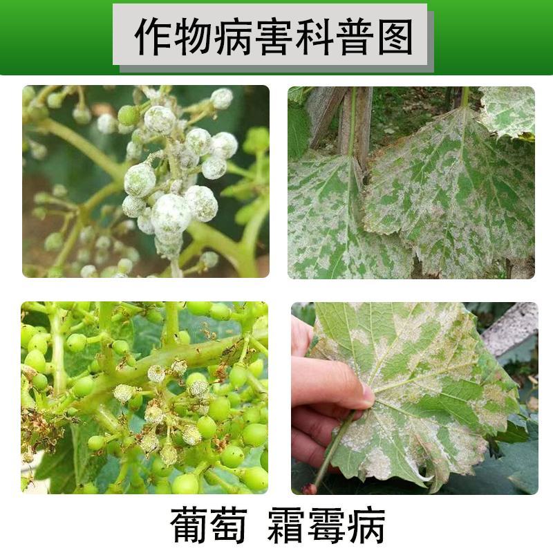 美邦双伏38%精甲霜灵霜脲氰葡萄霜霉病农用农药**剂