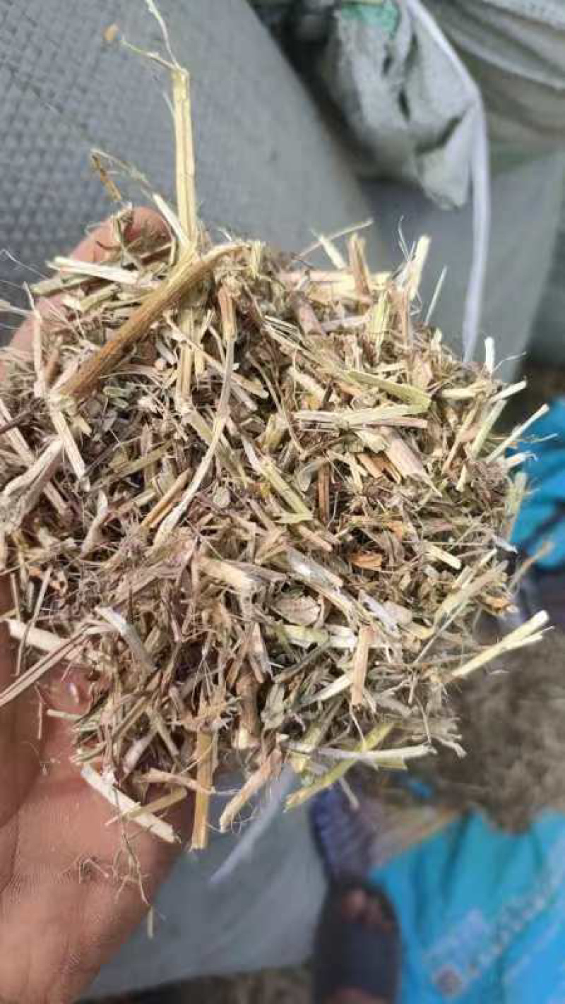 【牛商优选】河南驻马店花生秧-产地直供-可对接基地
