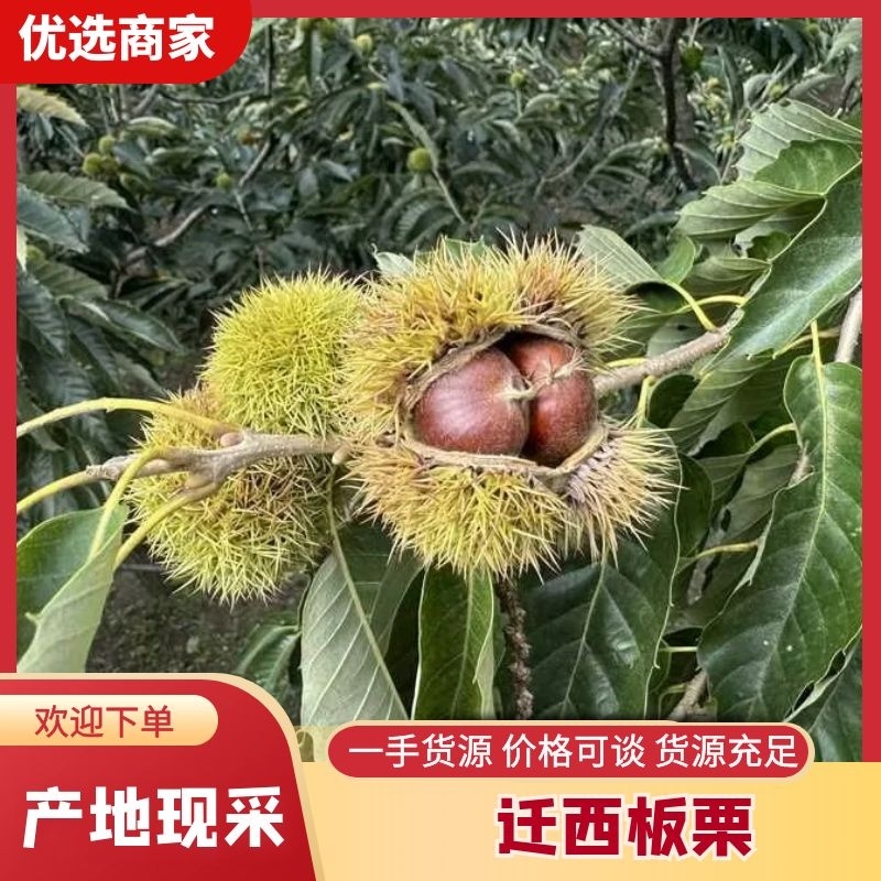 【店庆精品促销】迁西板栗软糯香甜规格齐全坏果包赔