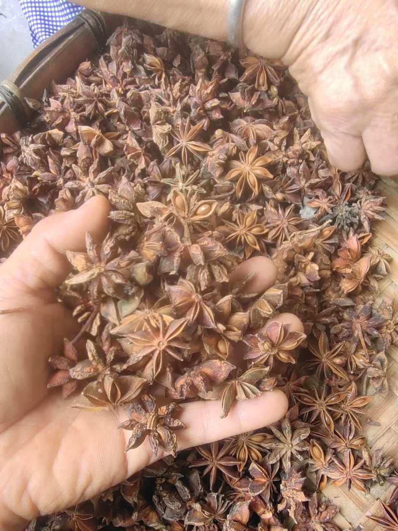 云南高原八角