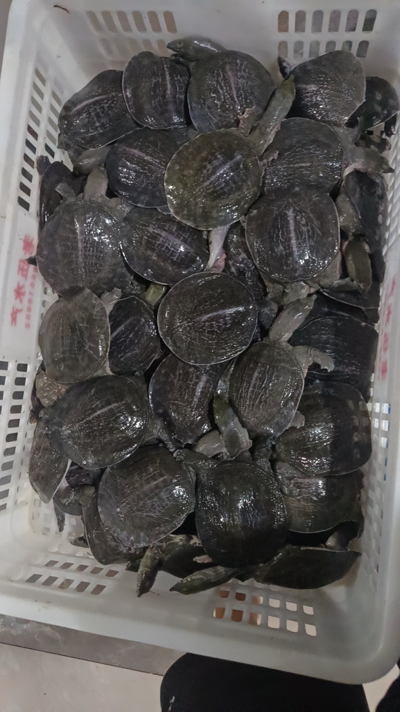 湖南厂家直供卤甲鱼生胚供应预制菜供应质量保证