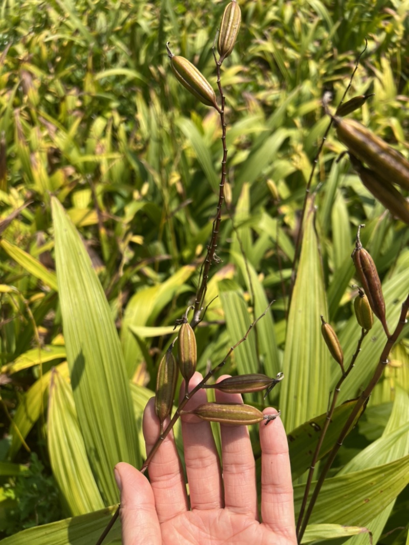 宜昌纯紫花中宽叶三叉白芨果荚欢迎来电咨询