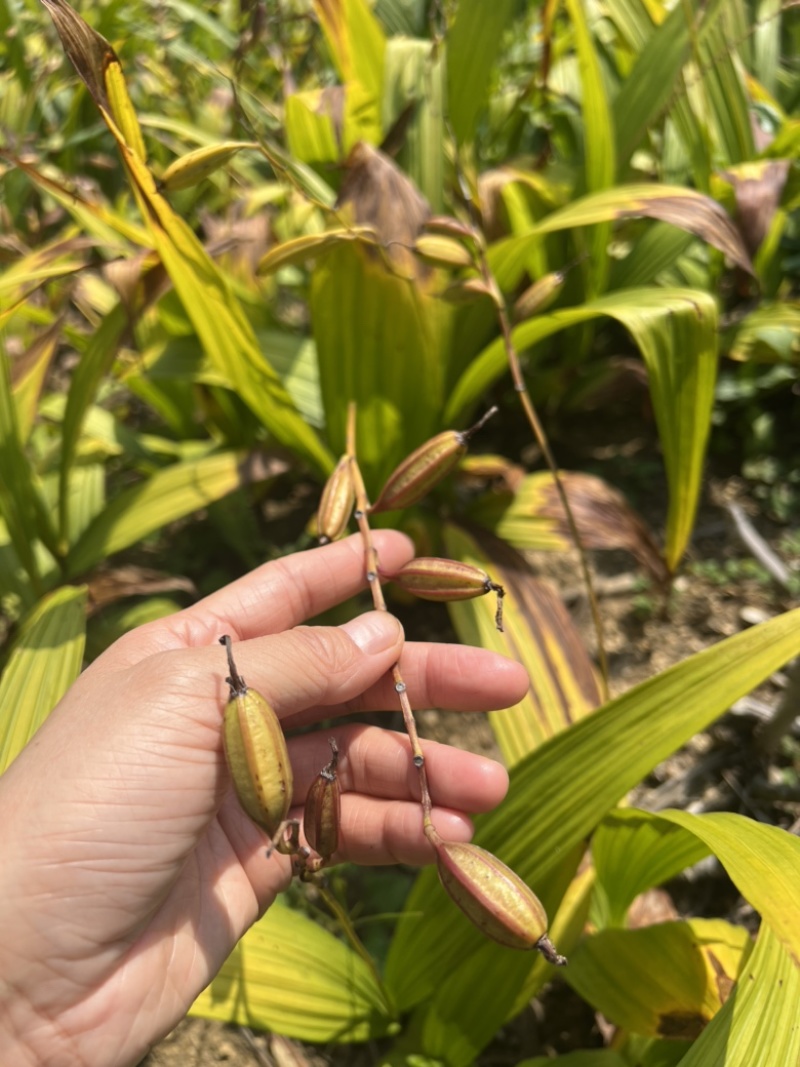 宜昌纯紫花中宽叶三叉白芨果荚欢迎来电咨询