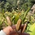宜昌纯紫花中宽叶三叉白芨果荚欢迎来电咨询