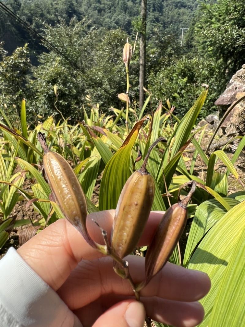 宜昌纯紫花中宽叶三叉白芨果荚欢迎来电咨询