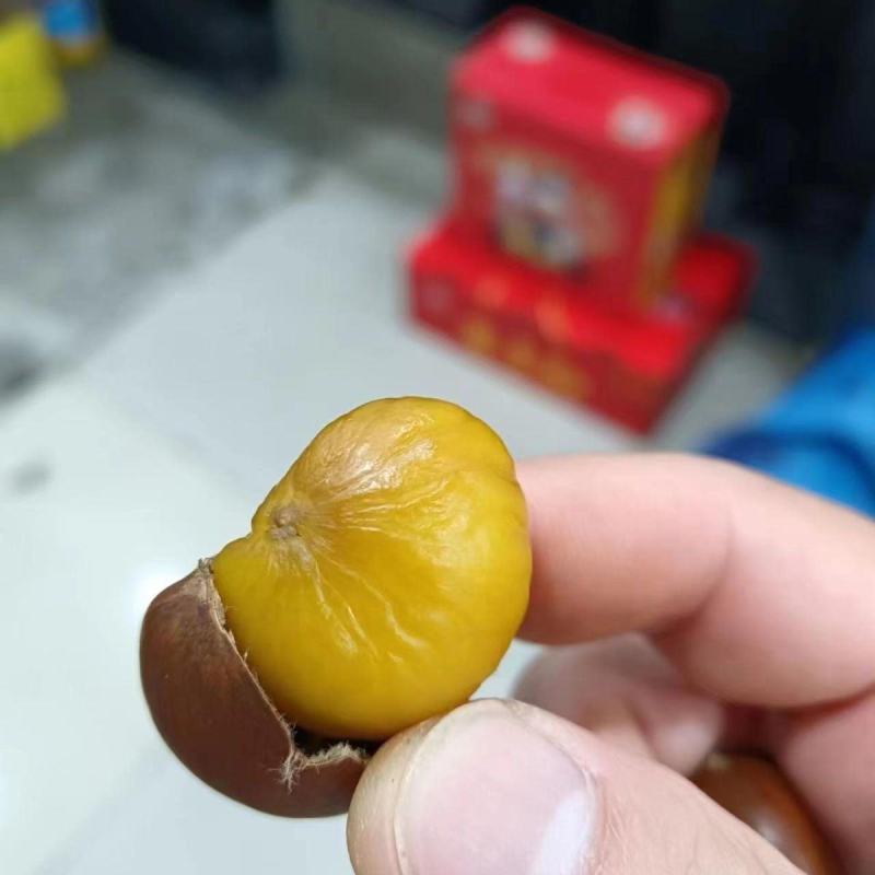 2024年新鲜栗子313油栗全国整车发货