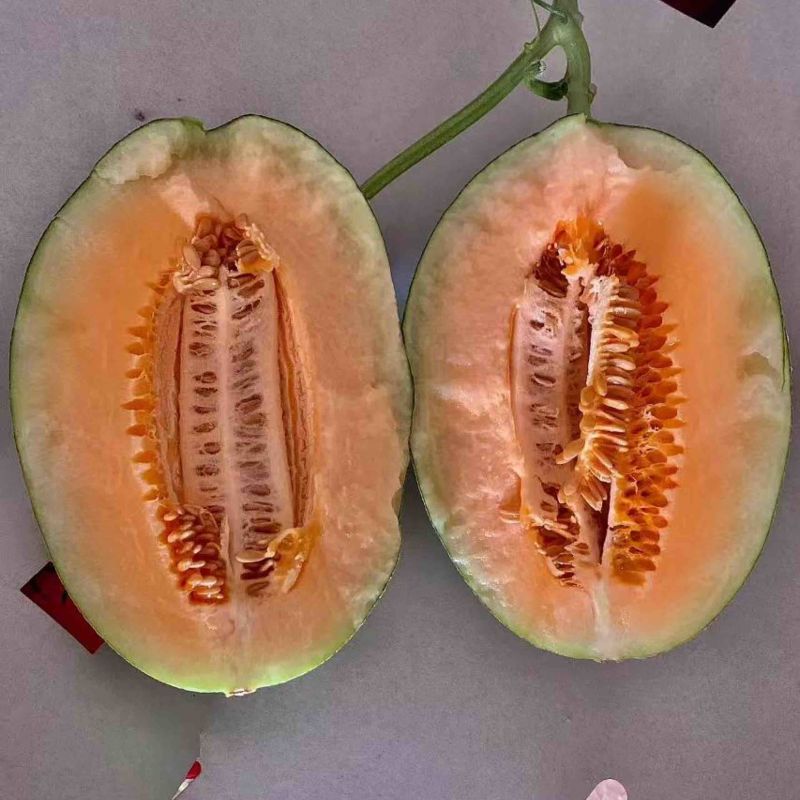 【实力供应】山东晓蜜25哈密瓜皮薄汁多脆甜爽口量大从优