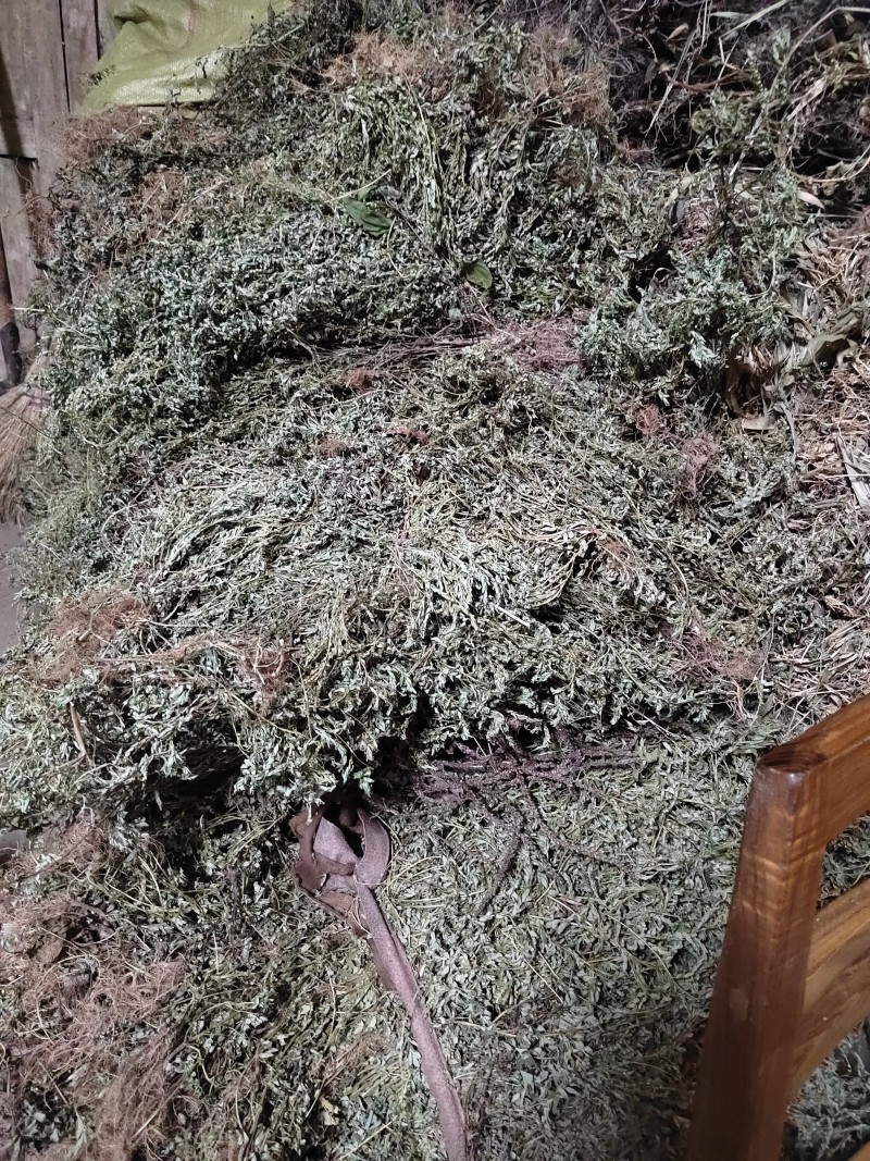 广西桂林野生叶下珠，一手货源价格美丽量大从优合作共赢
