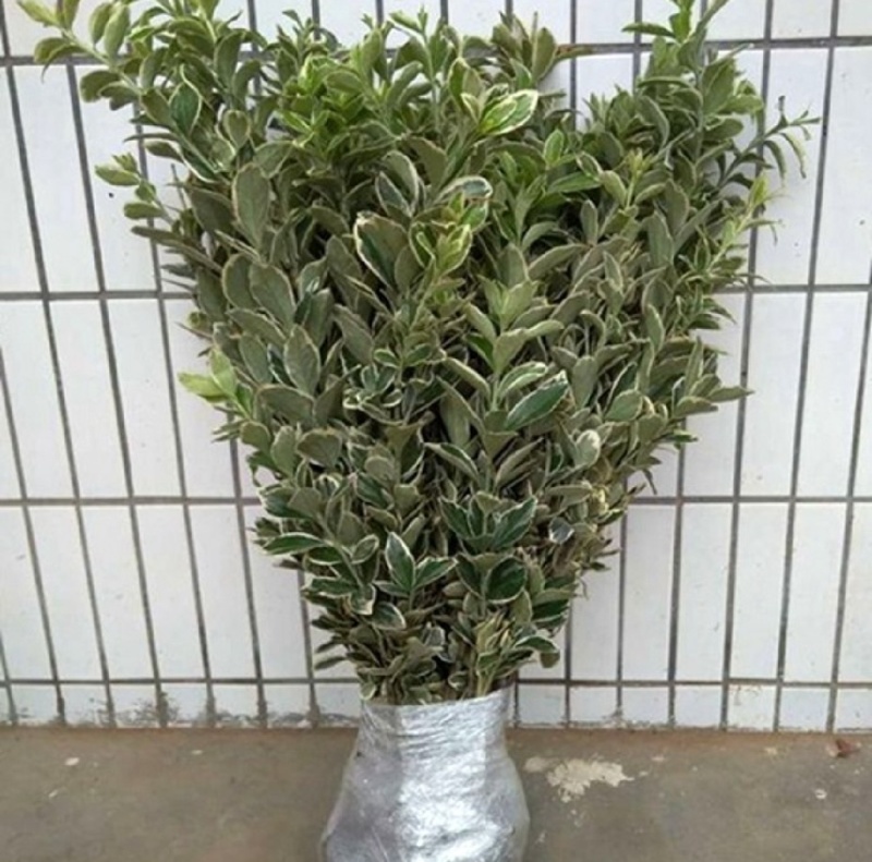 金边黄杨苗大量现货新品上市