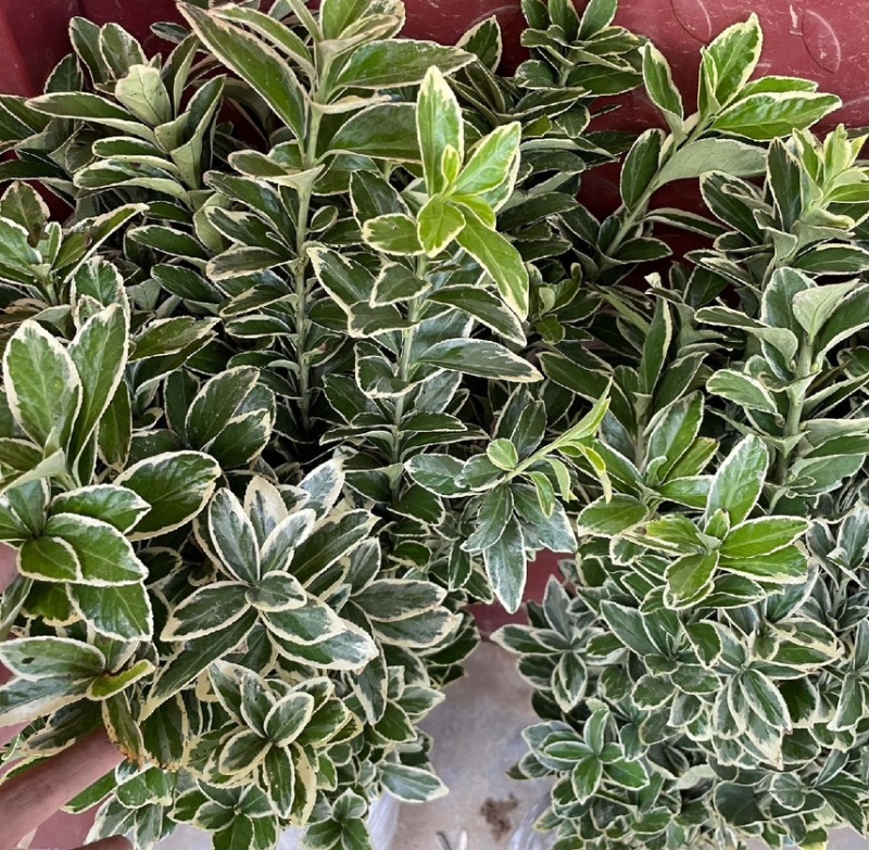 金边黄杨苗大量现货新品上市