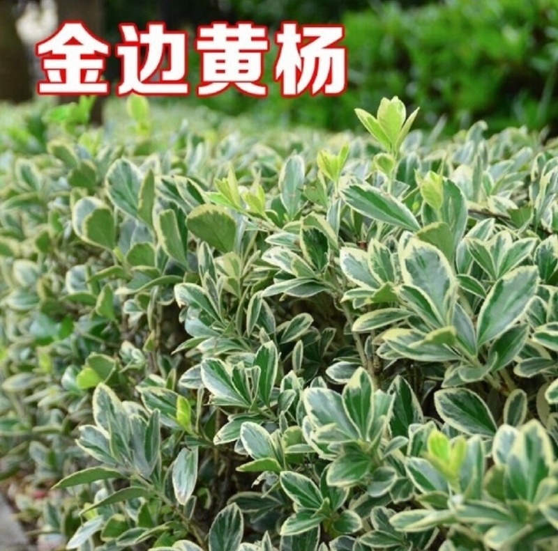 金边黄杨苗大量现货新品上市