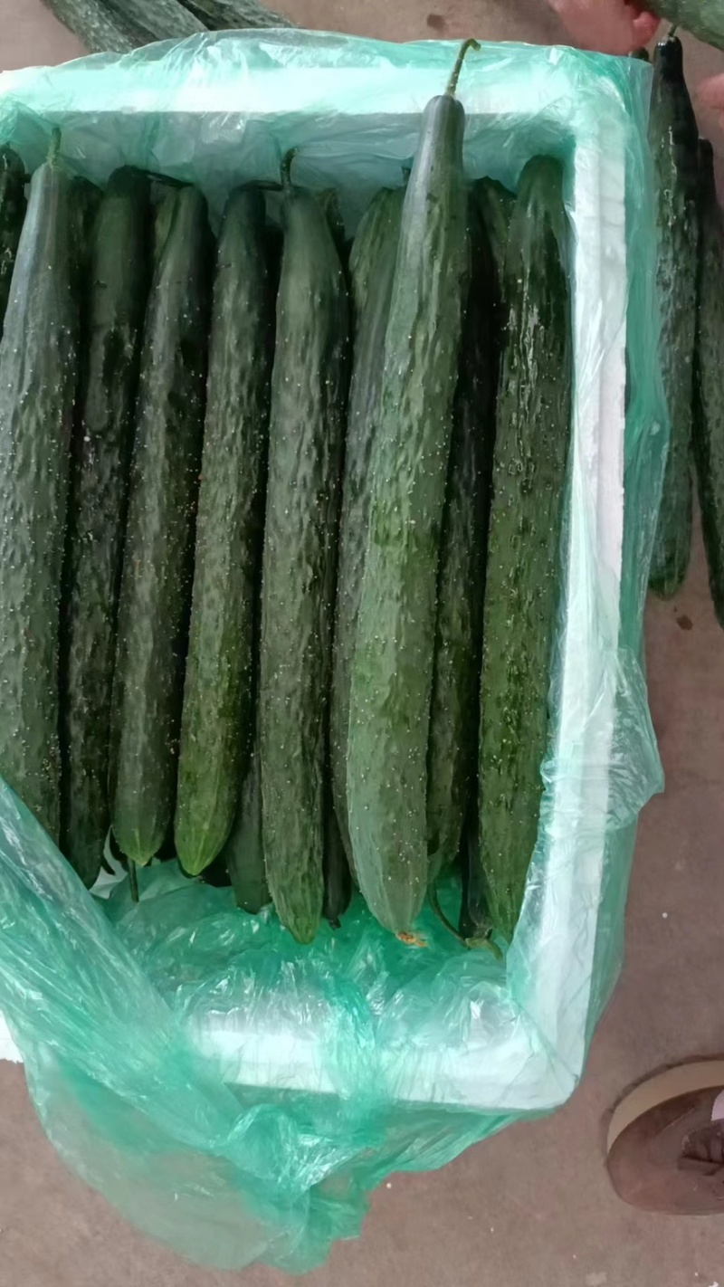 云南精品黄瓜保质保量量大从优诚信经营合作共赢