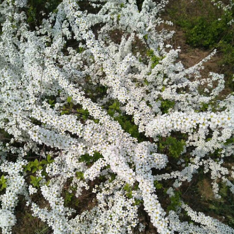 珍珠梅花期长颜色淡雅可视频看货