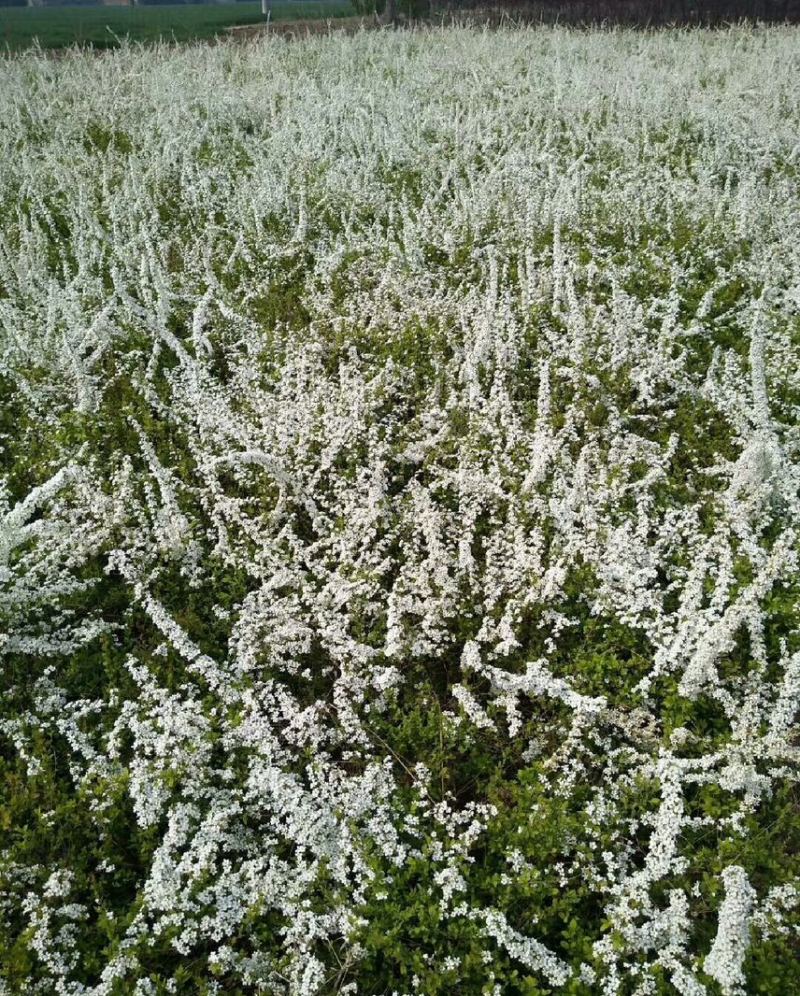 珍珠梅花期长颜色淡雅可视频看货
