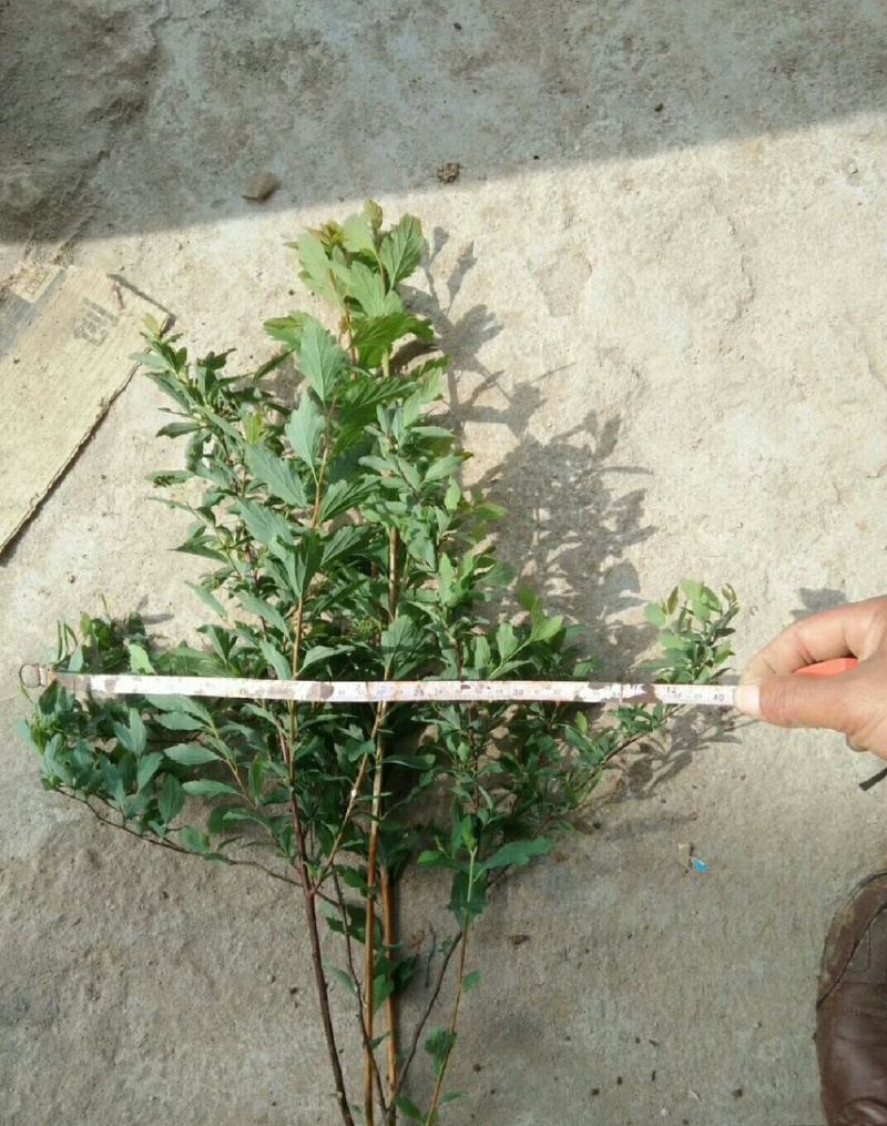 珍珠梅花期长颜色淡雅可视频看货