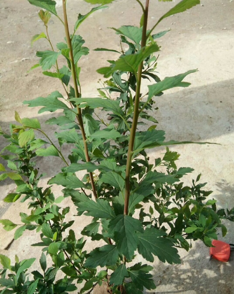 珍珠梅花期长颜色淡雅可视频看货