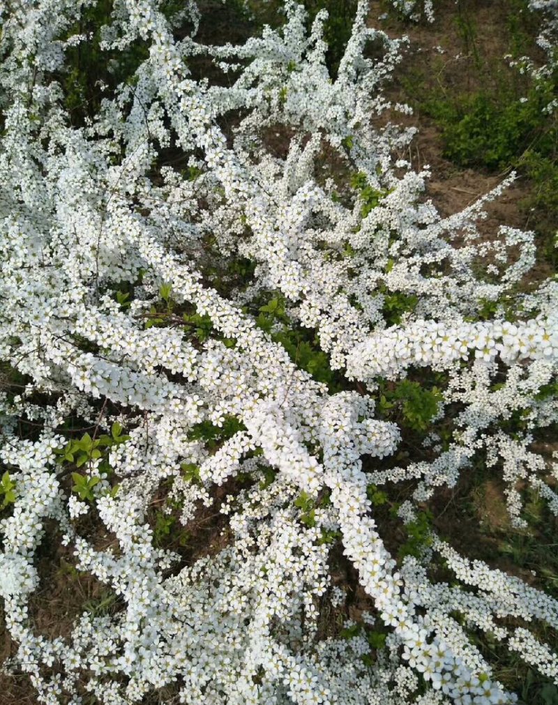 珍珠梅花期长颜色淡雅可视频看货