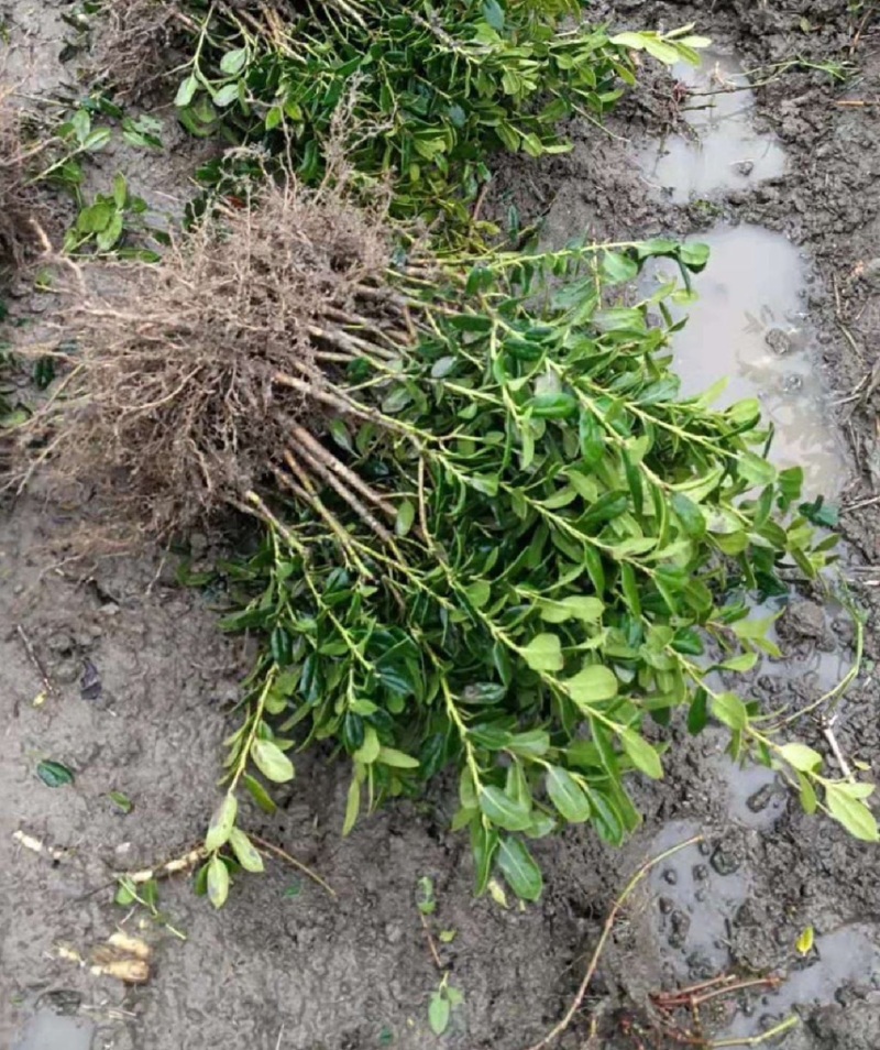 无刺枸骨苗大量现货量大优惠