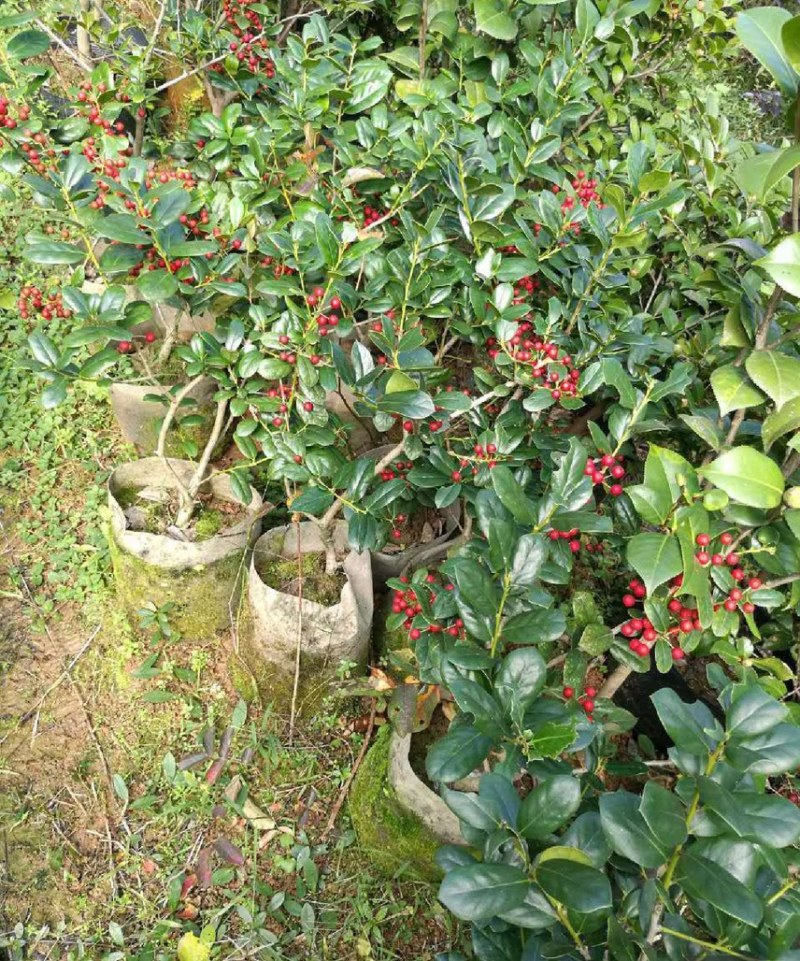 无刺枸骨苗大量现货量大优惠