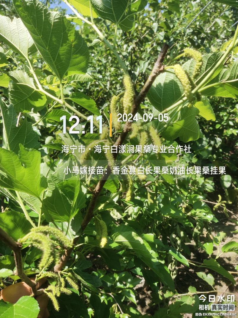 香金葚奶油长果桑二年苗桑葚苗口感香甜如蜜