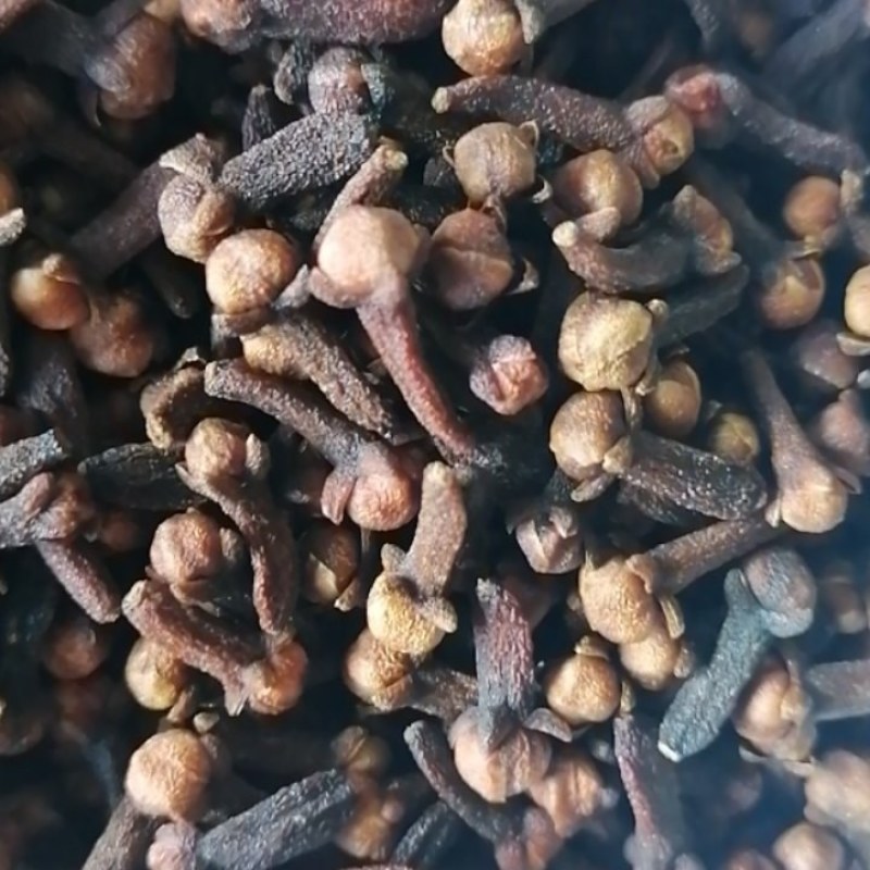 印尼丁香，爪哇货，自营当季新货，现货批发，也可预定