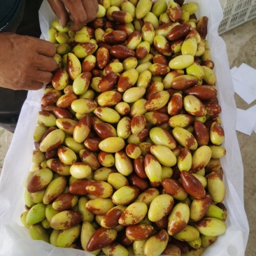 马牙枣