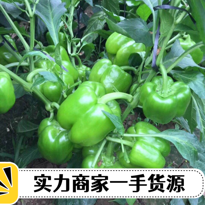 厚皮方椒202红方果型方正颜色翠绿货量足冷库打冷冷链发货