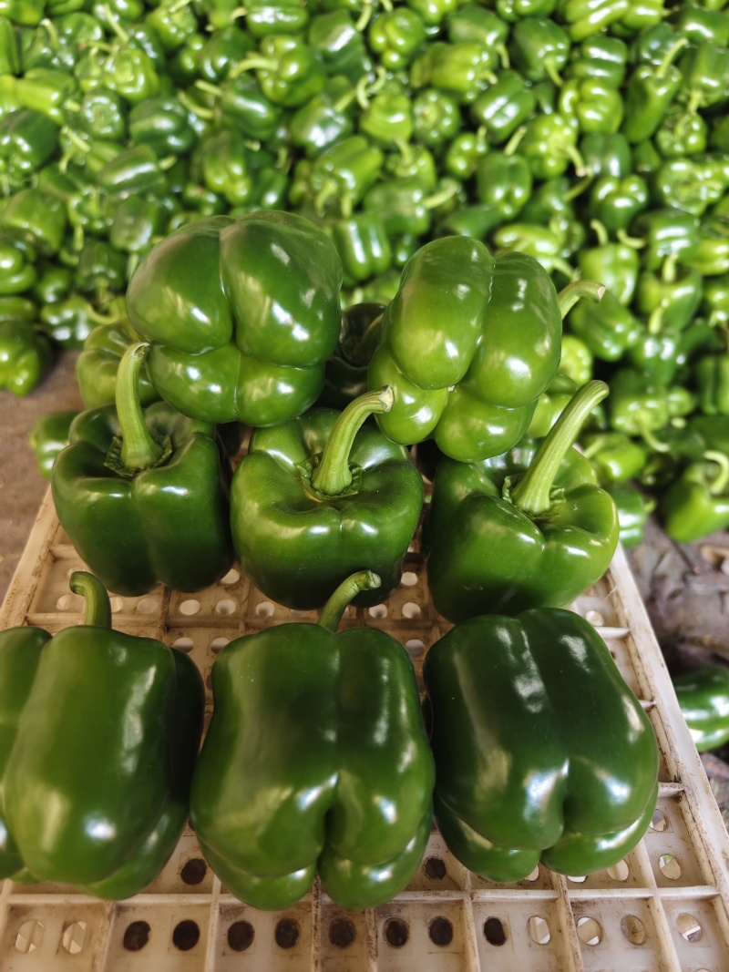 厚皮方椒202红方果型方正颜色翠绿货量足冷库打冷冷链发货