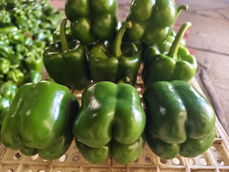 厚皮方椒202红方果型方正颜色翠绿货量足冷库打冷冷链发货