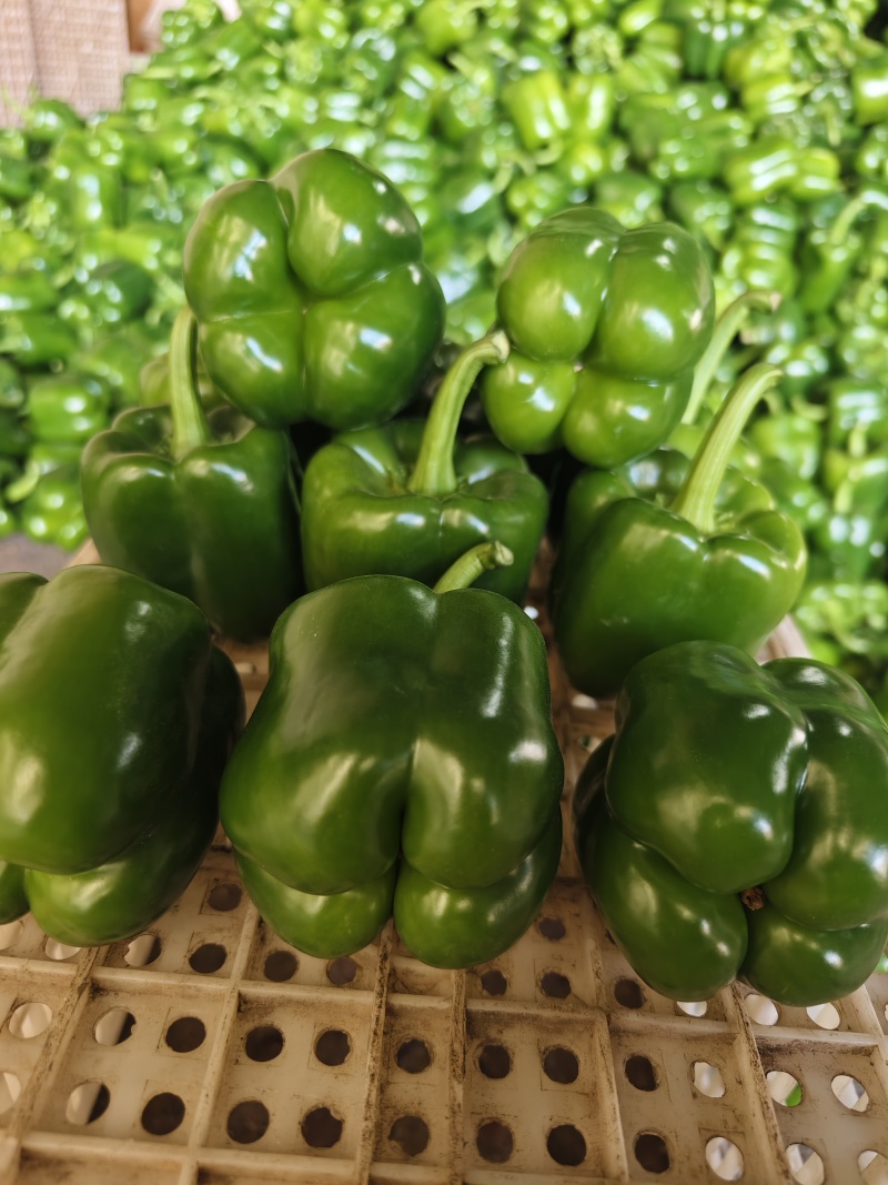 厚皮方椒202红方果型方正颜色翠绿货量足冷库打冷冷链发货