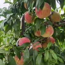 正宗山东毛桃秋桐秋甜突围中秋王迎霜红离核毛桃产地直供