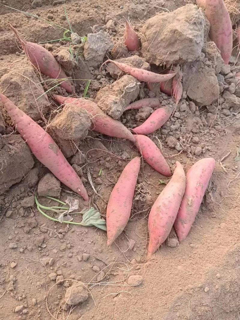 西瓜红大量供应精品地瓜