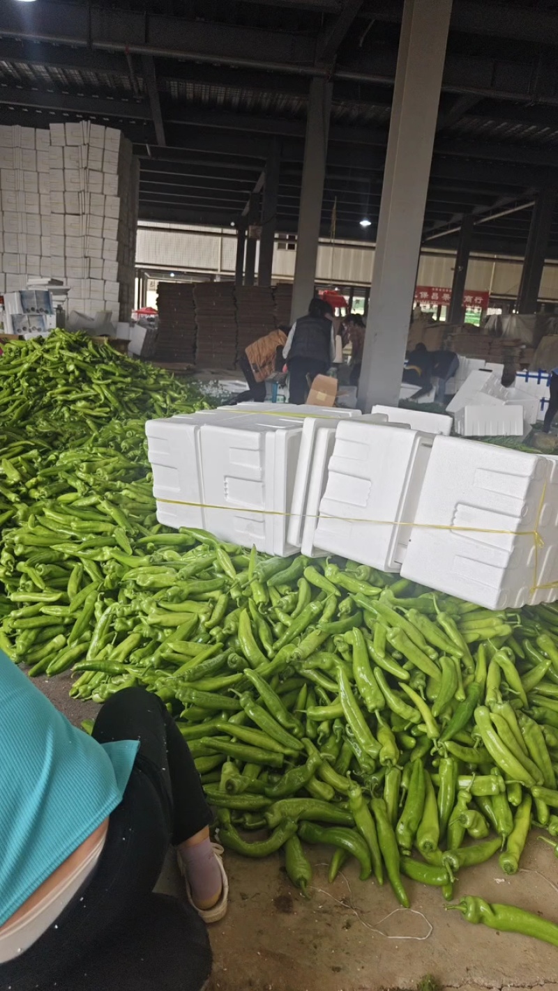 尖椒螺丝椒红方大棚新苗货量充足支持打冷专业包装工做工精细