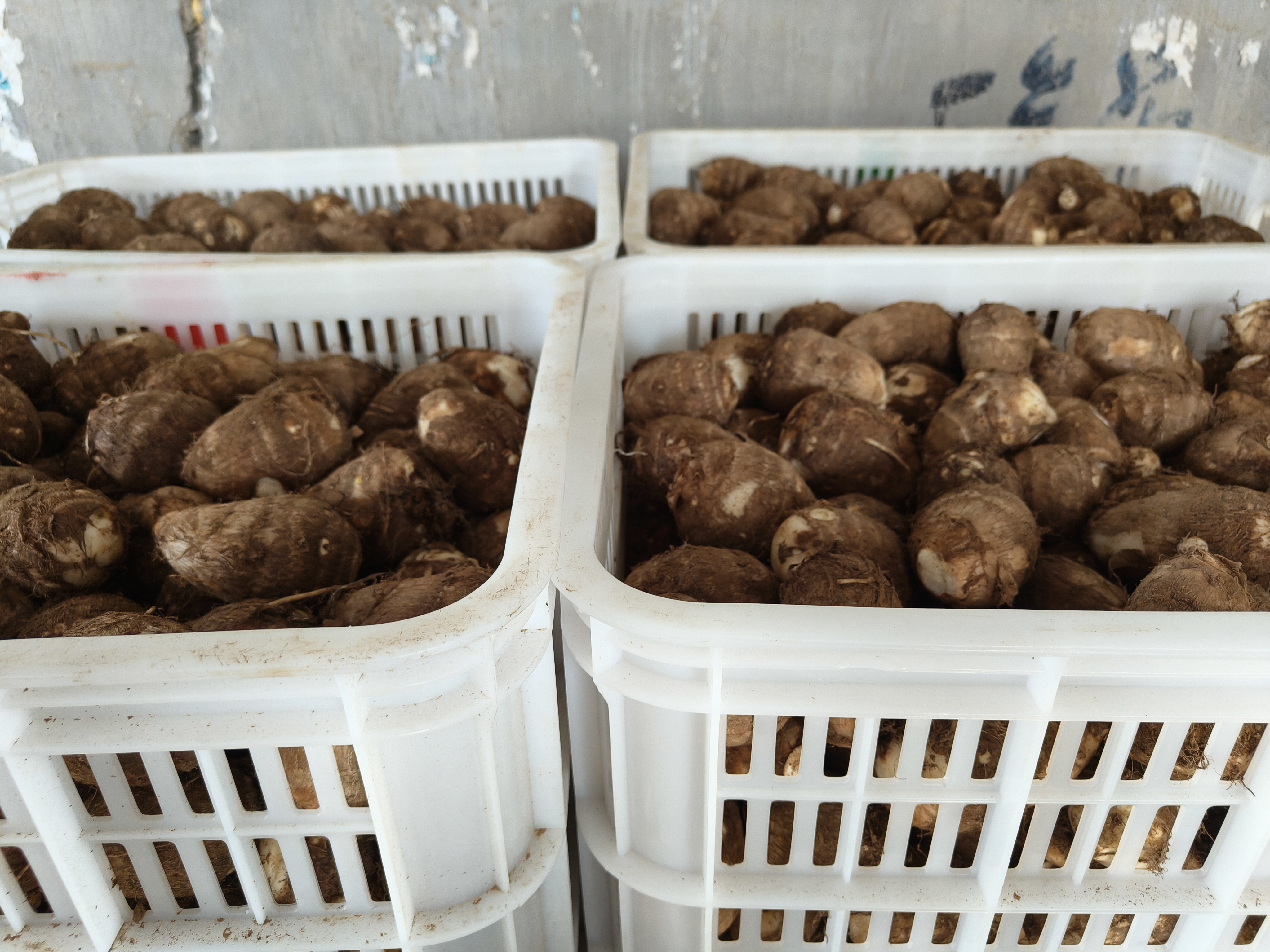 毛芋头选购与保存场景图