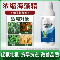 浓缩海藻精叶面肥微生物菌剂生根叶面肥枯草杆菌