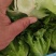 精品意大利生菜，无烧心，无干边，可供山东，河南各大市场