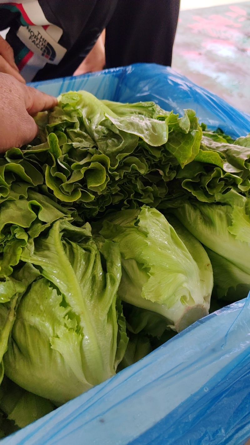 精品意大利生菜，无烧心，无干边，可供山东，河南各大市场
