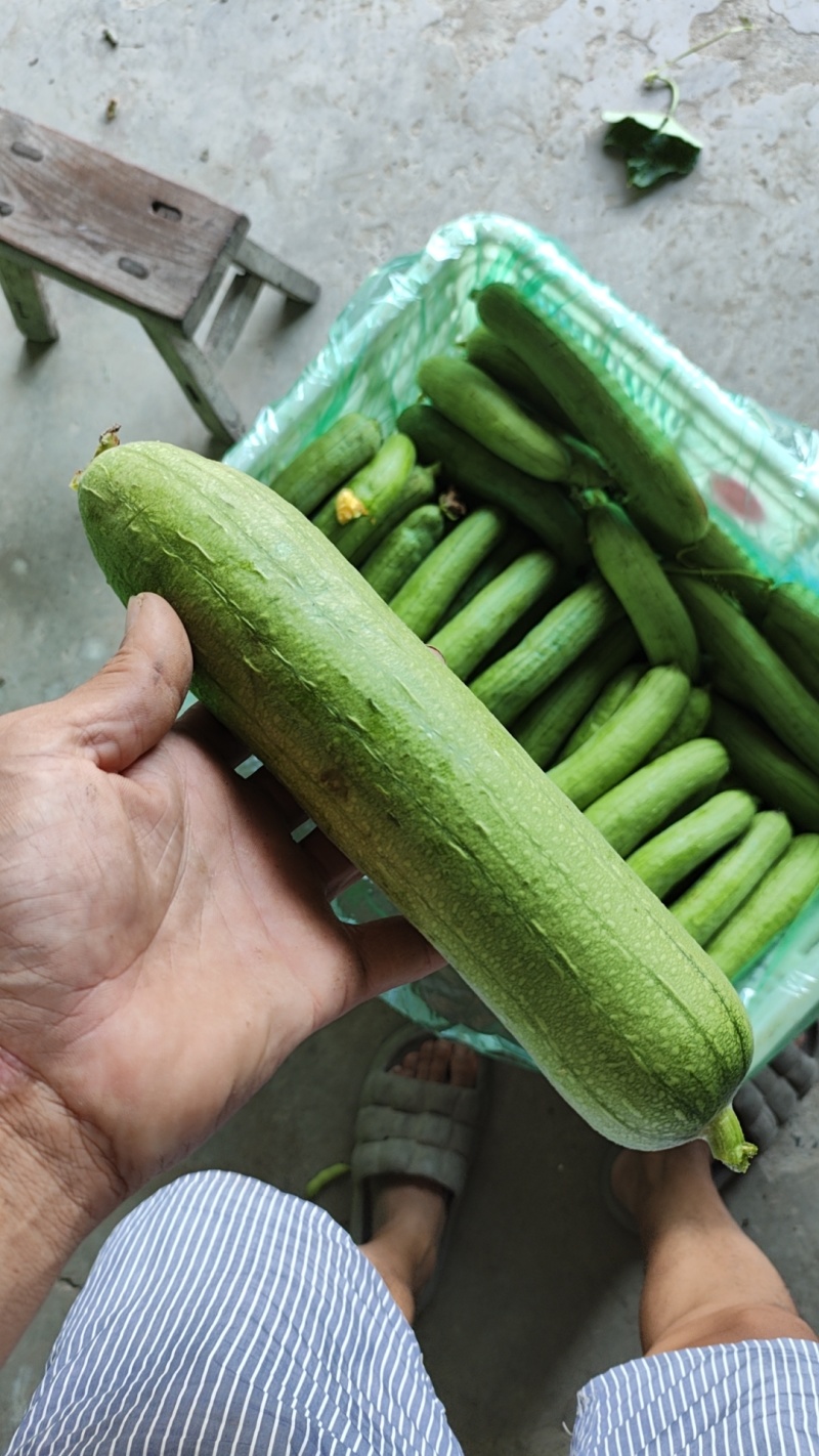 油皮丝瓜
