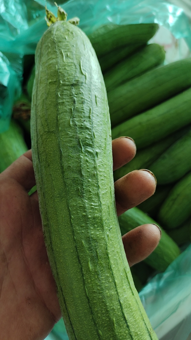 油皮丝瓜