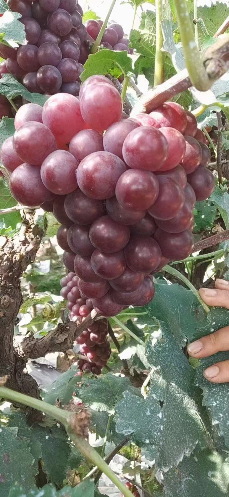精品河北巨峰葡萄，大量上市颜色好口感好耐运输