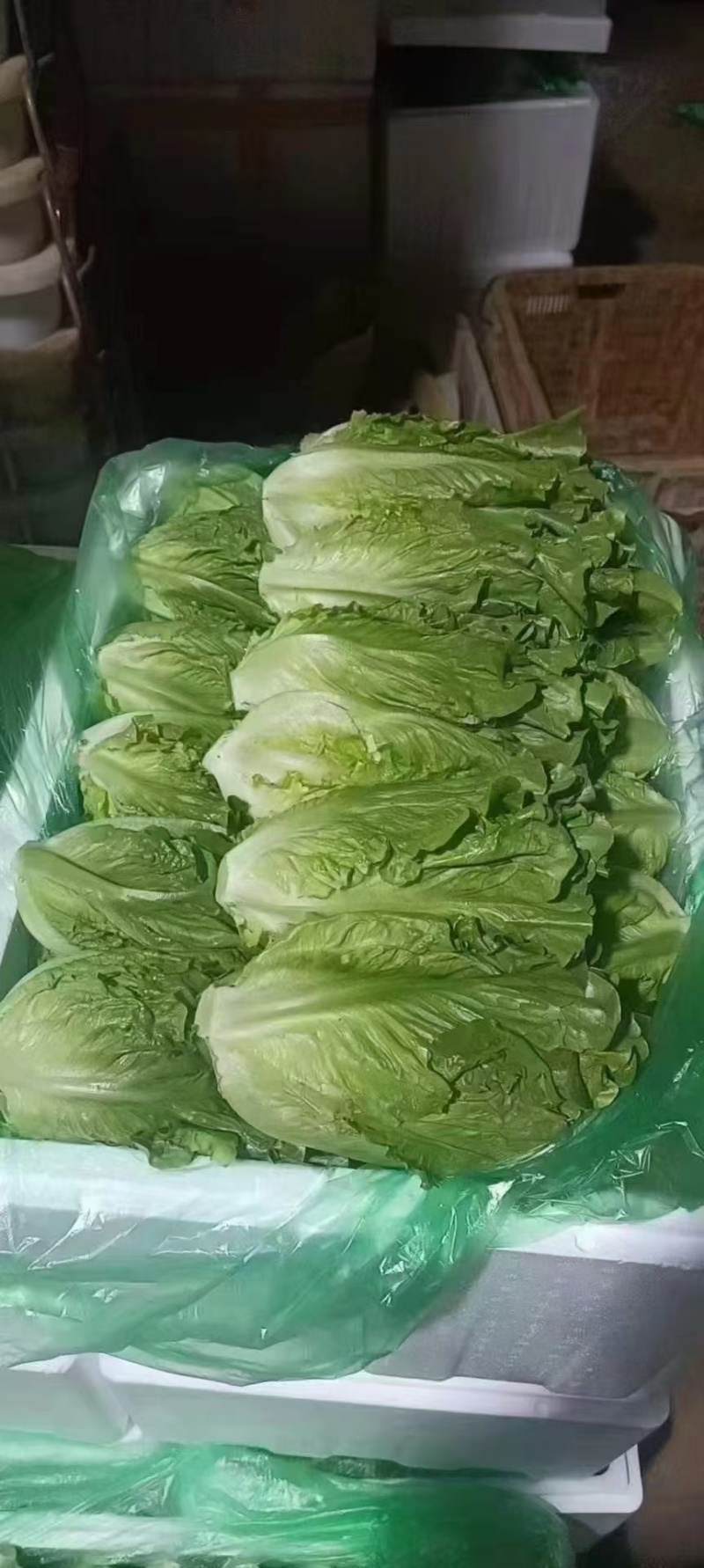 精品意大利生菜，无烧心，无干边，可供山东，河南各大市场