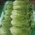 精品意大利生菜，无烧心，无干边，可供山东，河南各大市场