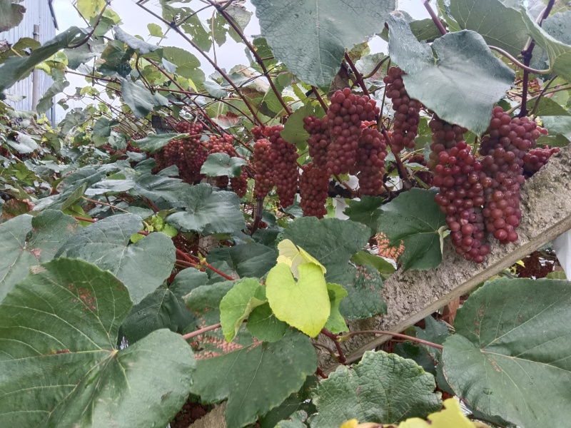 昭通市红玫瑰葡萄，无籽，玫瑰香味