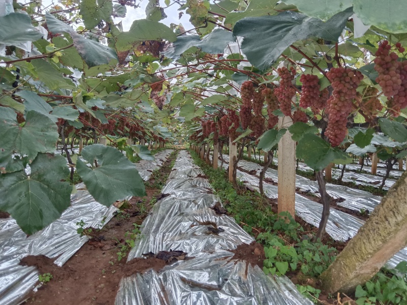 昭通市红玫瑰葡萄，无籽，玫瑰香味