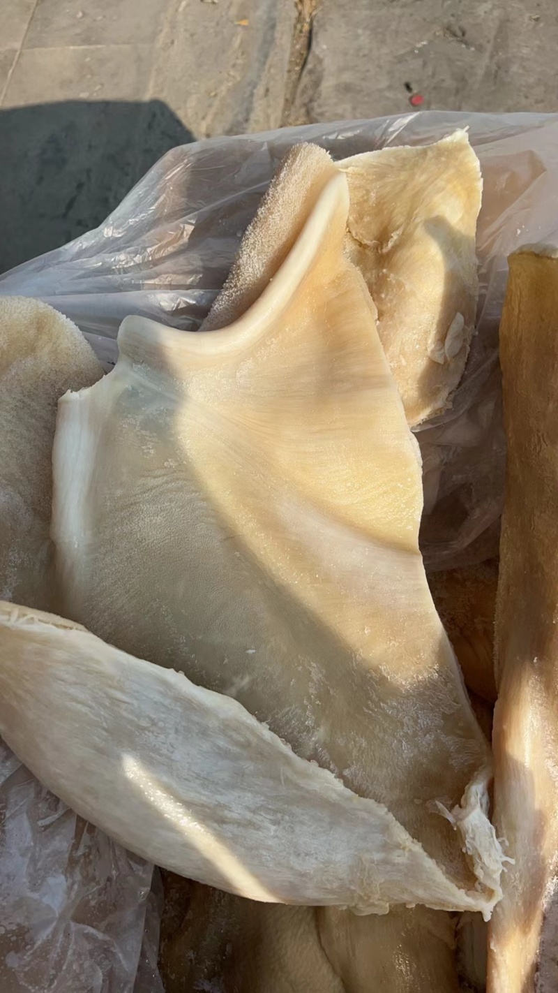 白水牛肚大肚无碱无水发餐饮店火锅店卤菜店一手货源批发